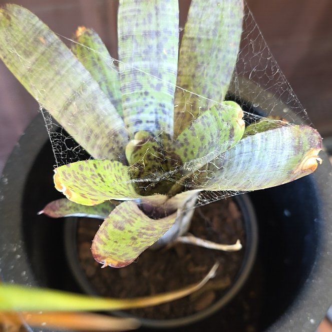 Photo of the plant species Assorted Neoregelia by @SmileySiricote7 named Zeus on Greg, the plant care app