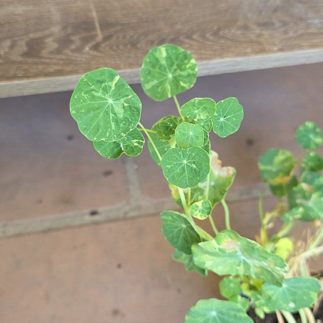 Photo of the plant species Alaska Variegated Nasturtium by @SmileySiricote7 named Kendall on Greg, the plant care app