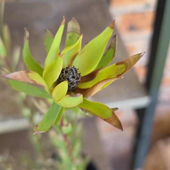 Photo of the plant species Leucadendron 'Amy' by @SmileySiricote7 named Oscar on Greg, the plant care app