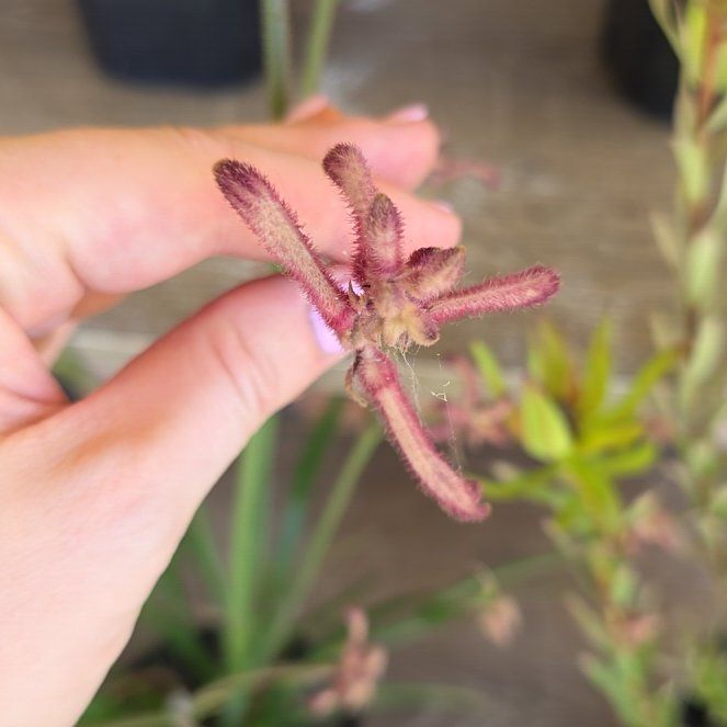 Photo of the plant species Kangaroo Paw 'Joe Joe Red' by @SmileySiricote7 named Wall-E on Greg, the plant care app