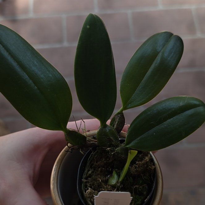 Photo of the plant species Bulbophyllum treschii by @SmileySiricote7 named Anne on Greg, the plant care app