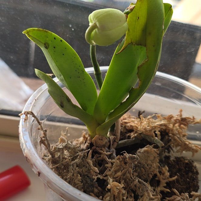 Photo of the plant species Orchid by @SmileySiricote7 named Prince on Greg, the plant care app