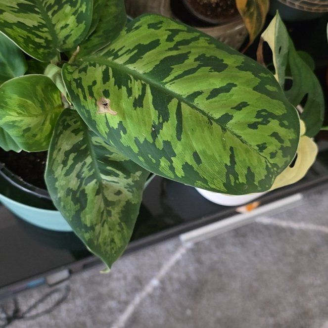 Photo of the plant species Camouflage plant by @SmileySiricote7 named Bieber on Greg, the plant care app