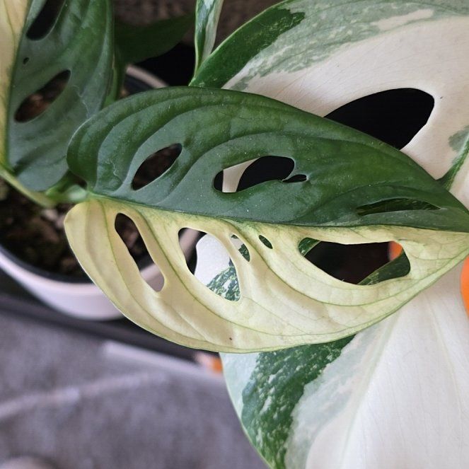 Photo of the plant species Swiss Cheese Plant by @SmileySiricote7 named da Vinci on Greg, the plant care app
