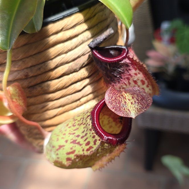 Photo of the plant species Nepenthes ventricosa Pitcher Plant by @SmileySiricote7 named Mimi on Greg, the plant care app