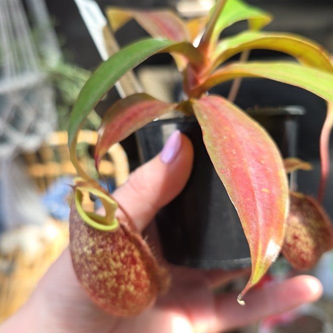 Photo of the plant species Nepenthes sibuyanensis x ventricosa by @SmileySiricote7 named Suki on Greg, the plant care app