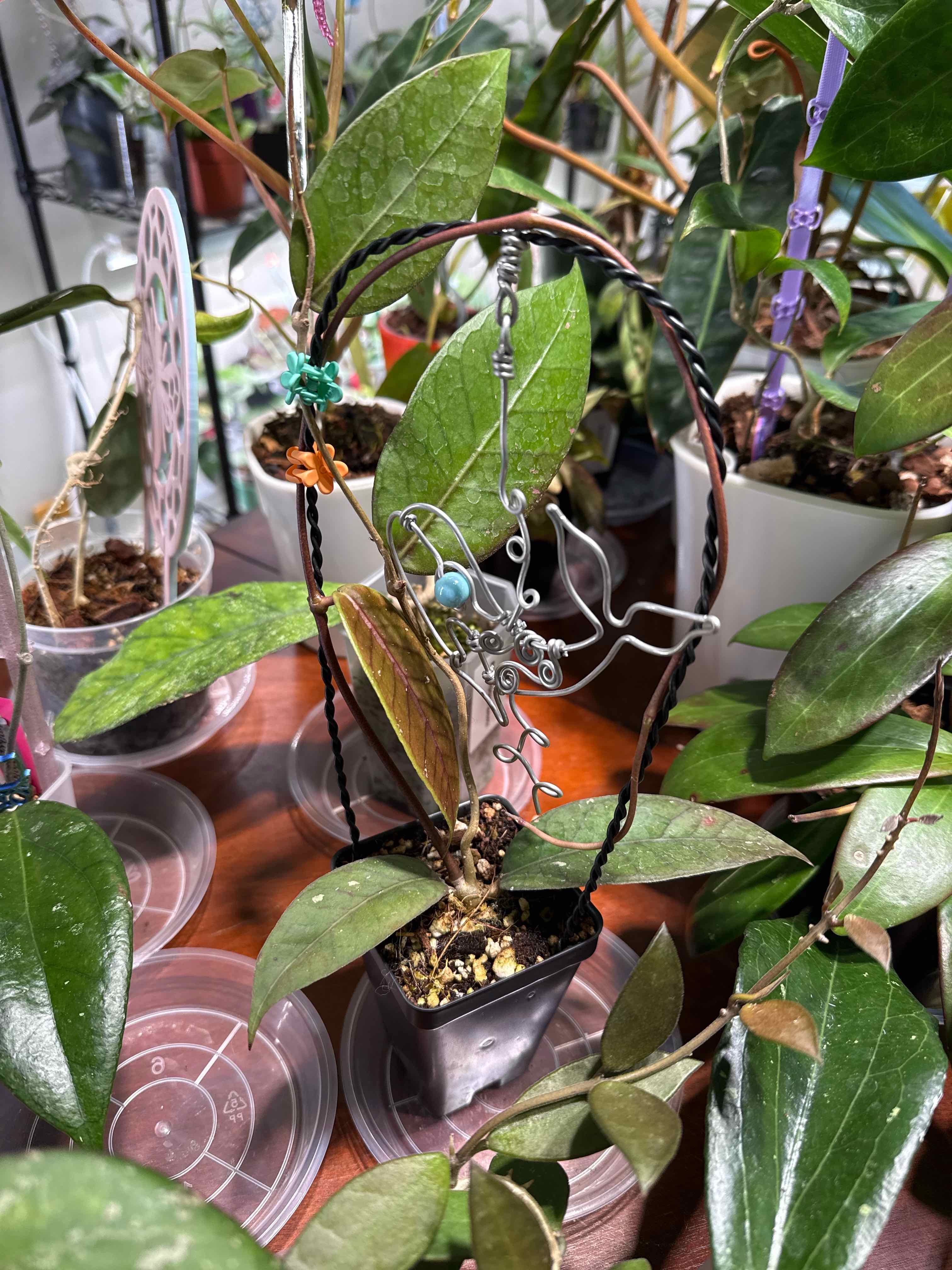 Photo of the plant species Hoya 'Aceh Gayo Lues' by @Dawgfreak named H. aceh Gayo Lues on Greg, the plant care app