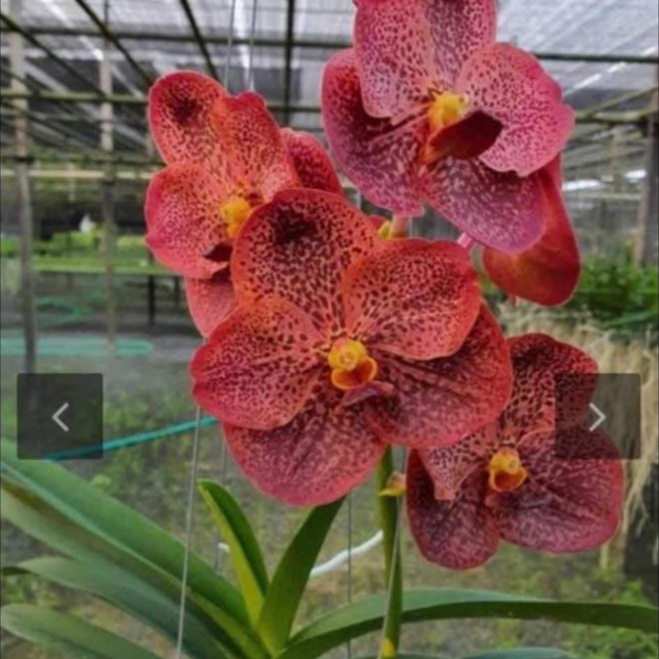 Photo of the plant species Vanda Orchid by @Dawgfreak named V. on Greg, the plant care app