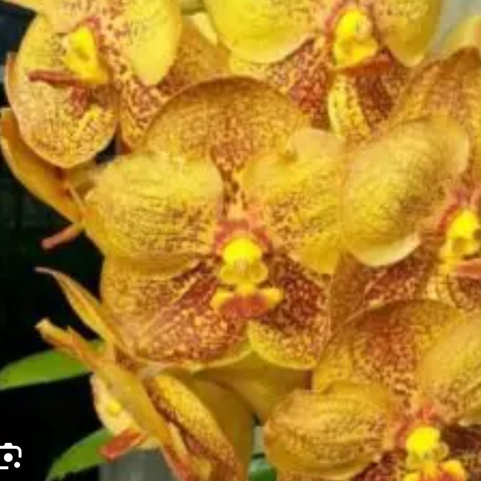 Photo of the plant species Vanda prapthom gold x suksamran spot by @Dawgfreak named V. Prapthom gold x suksamran spot on Greg, the plant care app