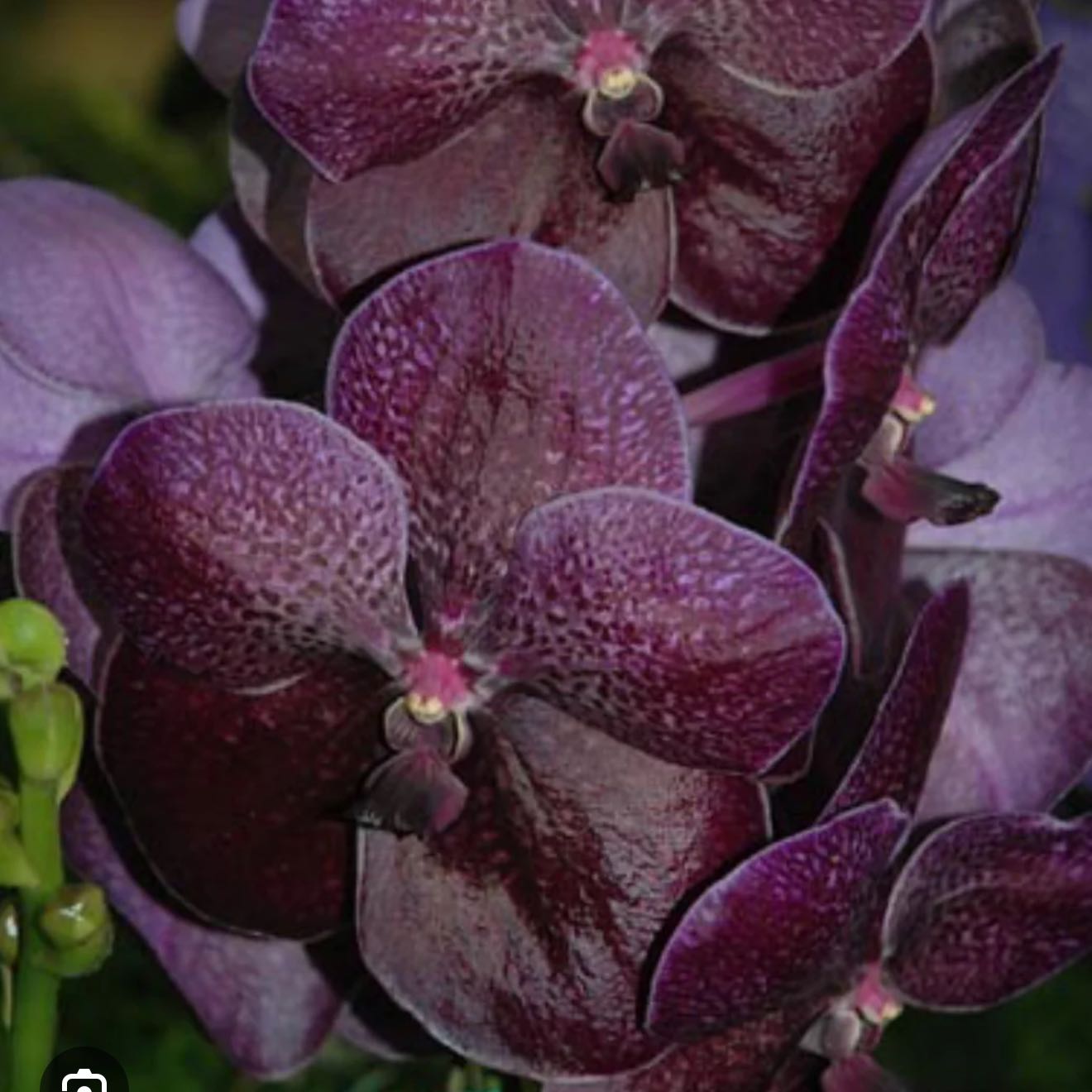 Photo of the plant species Vanda kasem delight black x dr anek by @Dawgfreak named V. Kasem delight black x dr anek on Greg, the plant care app