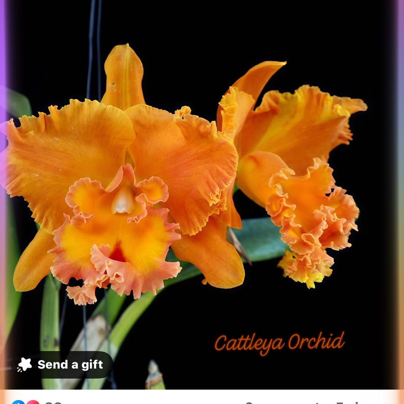 Photo of the plant species Rhyncholaeliocattleya Suvarnabhumi Delight by @Dawgfreak named Cat Salmon Queen on Greg, the plant care app