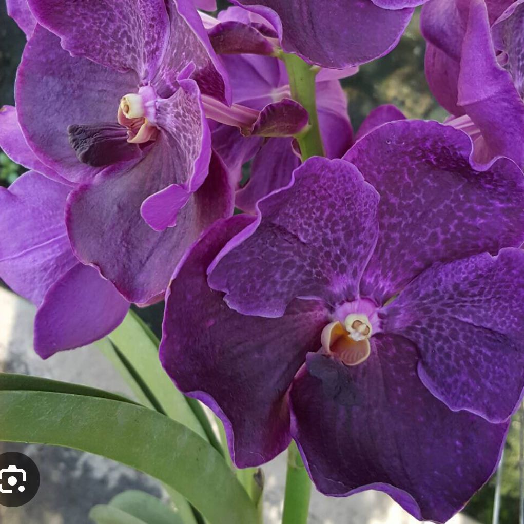 Photo of the plant species vanda pure wax blue somsiri by @Dawgfreak named V. Purewax x Blue Somsiri on Greg, the plant care app