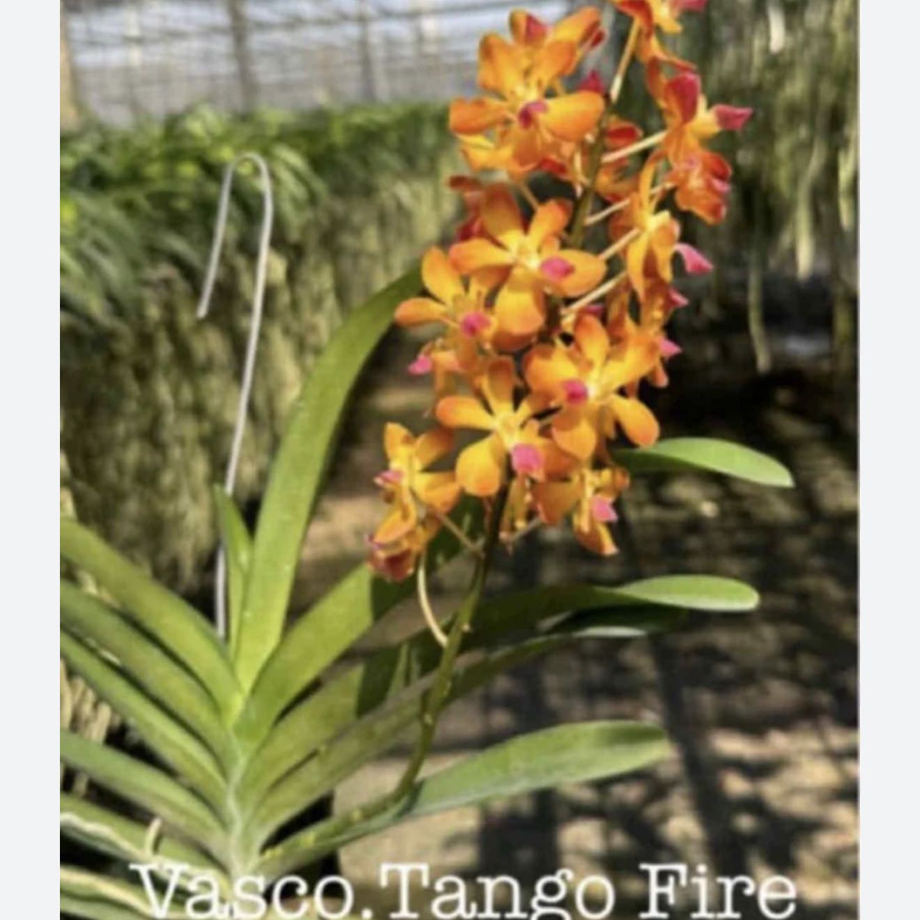 V. Tango Fire Yellow Star