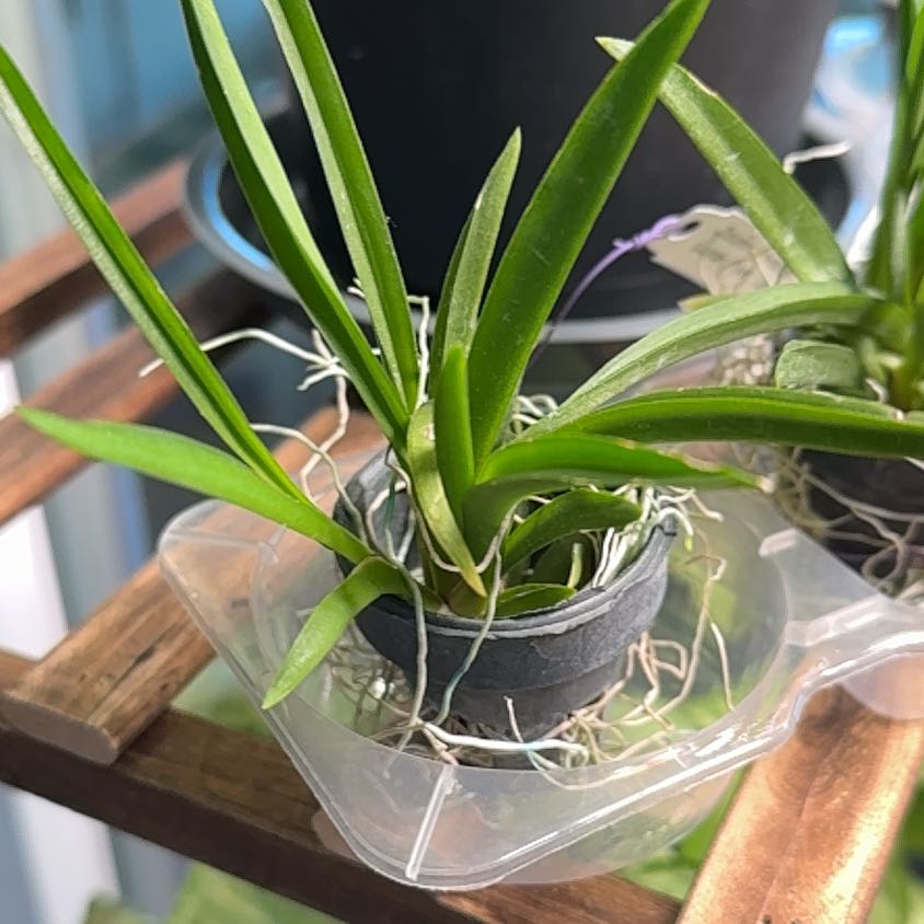 Photo of the plant species Sweet Pink by @Dawgfreak named Tolumnia on Greg, the plant care app