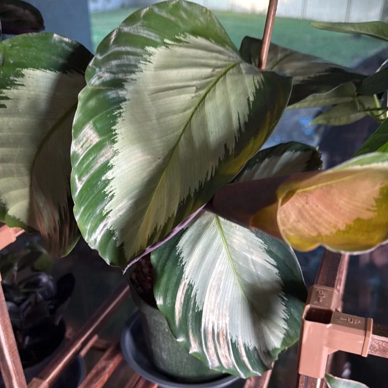 Photo of the plant species Calathea Royal Standard by @Dawgfreak named Calathea Royal on Greg, the plant care app
