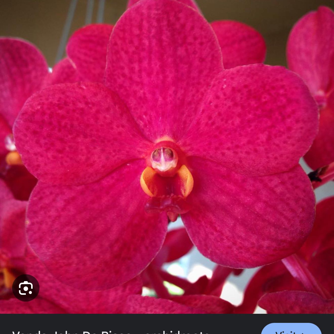 Photo of the plant species Vanda 'John De Biase' Purple Disc by @Dawgfreak named V. John De Biase on Greg, the plant care app
