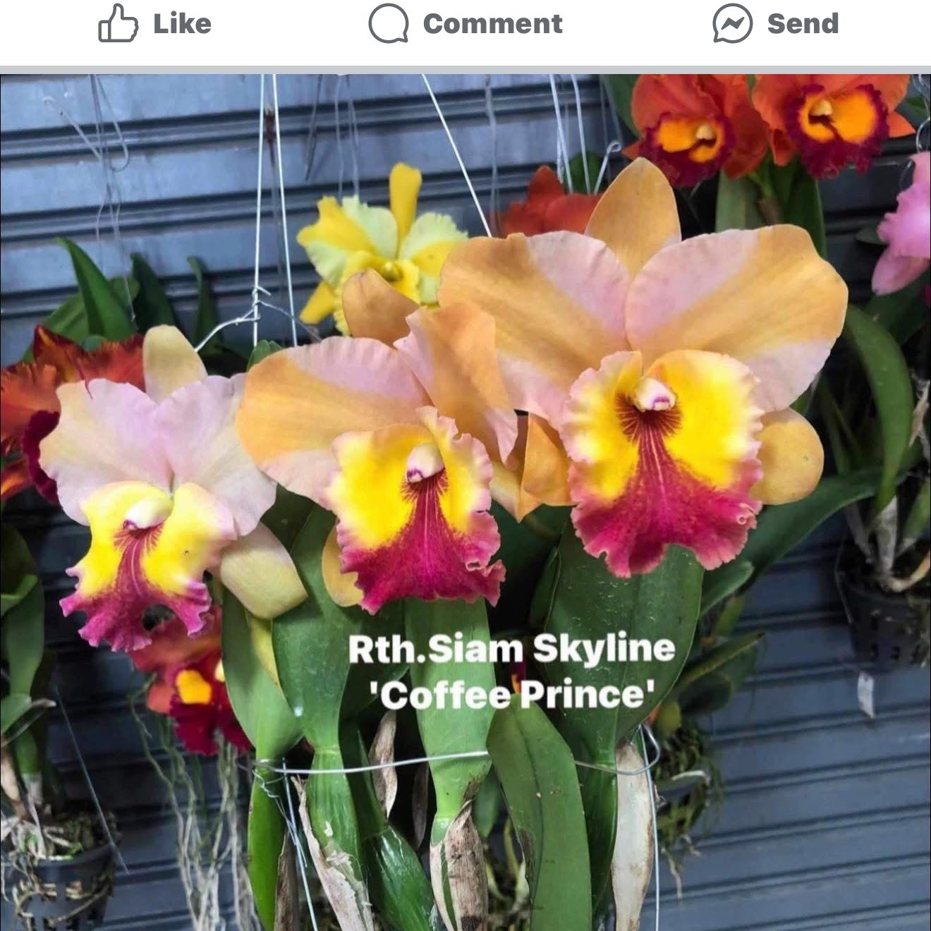 Plant care for Rhyncattleanthe 'Lois McNeil' on Greg, the plant care app