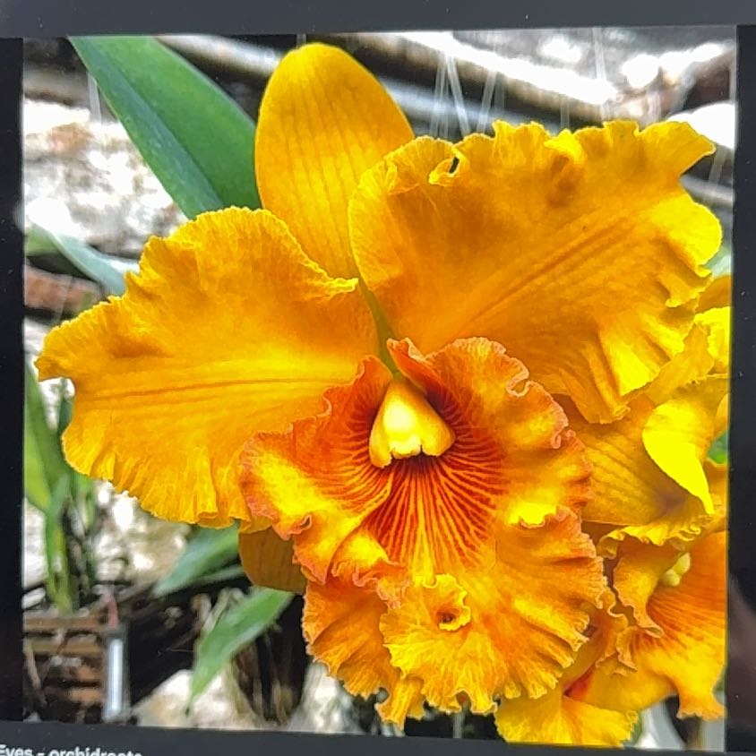 Photo of the plant species Rhyncholaeliocattleya by @Dawgfreak named Cat Spanish Eyes on Greg, the plant care app