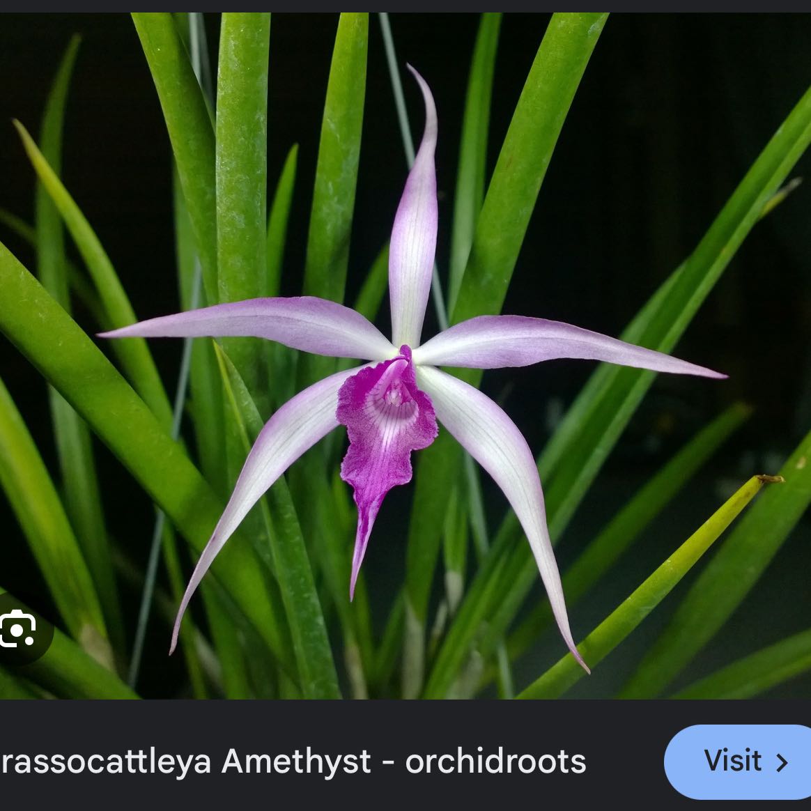 Plant care for Brassocattleya Star Ruby 'Craig' on Greg, the plant care app