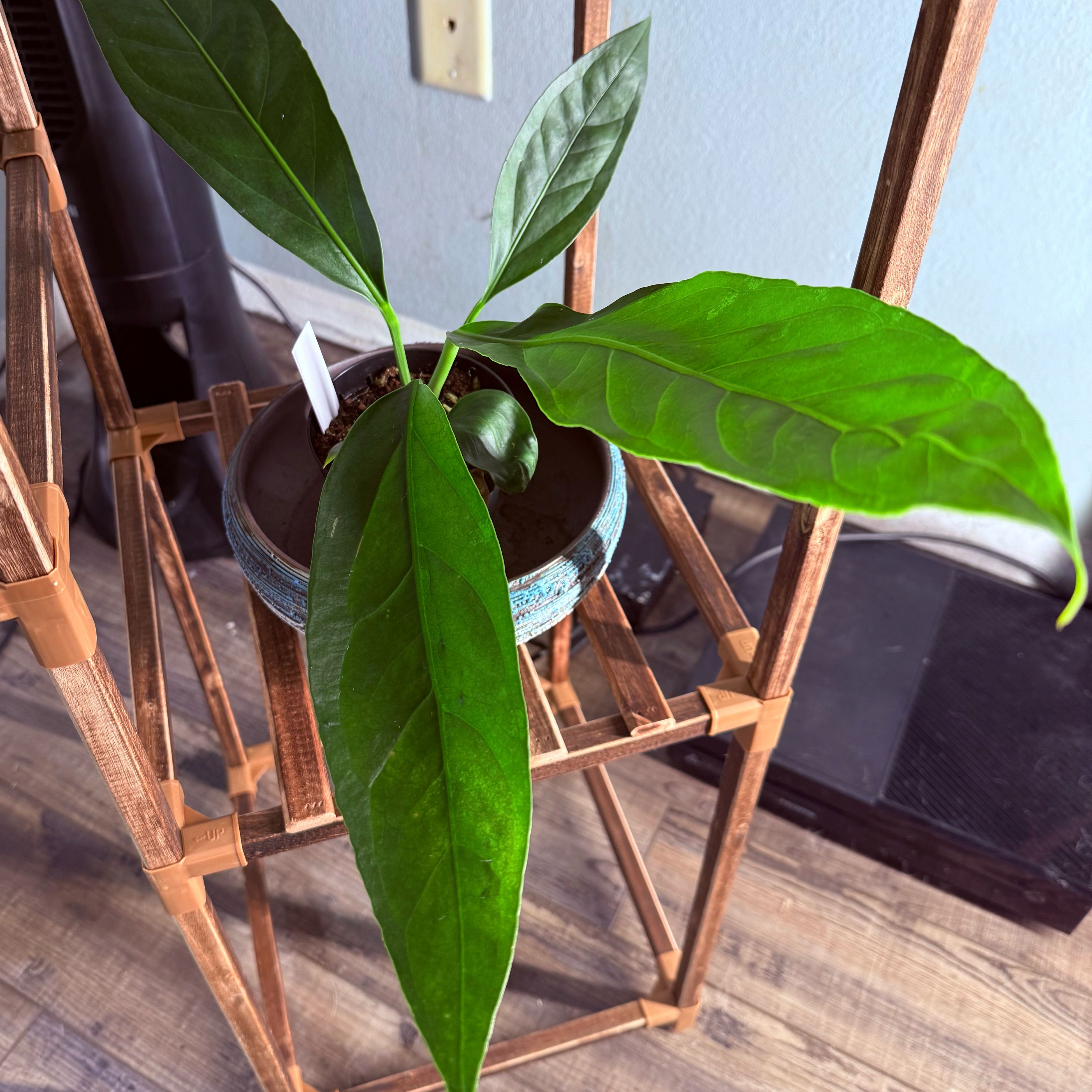 Photo of the plant species Anthurium Big Bill by @Dawgfreak named Anth big bill on Greg, the plant care app