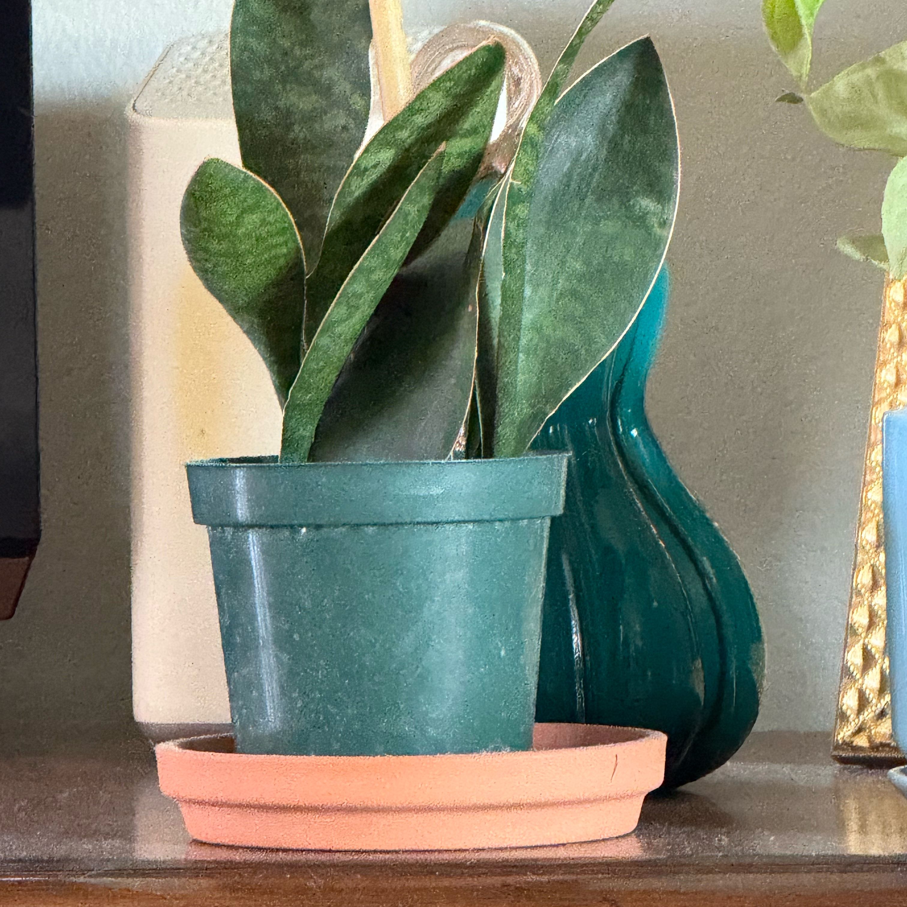 Photo of the plant species Sansevieria by @Dawgfreak named Sansevieria Whales Tail on Greg, the plant care app