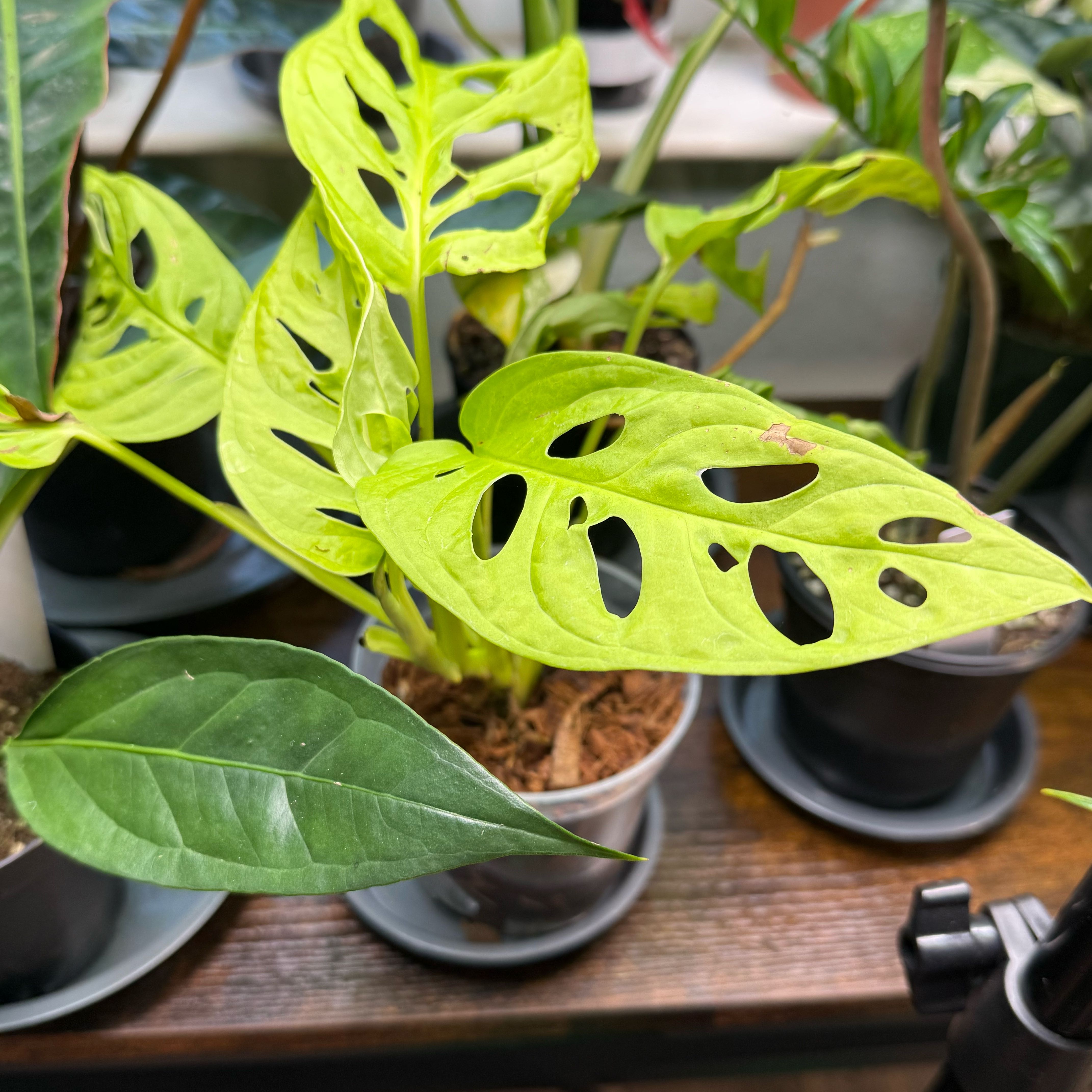 Photo of the plant species Monstera Adonsonii by @Dawgfreak named Monstera adonsonii Neon on Greg, the plant care app