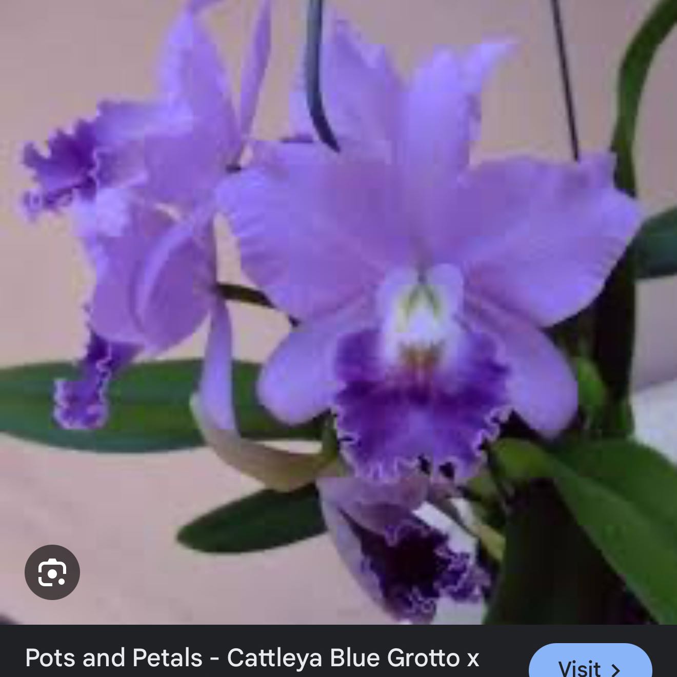 Photo of the plant species Cattleya Hybrid by @Dawgfreak named Cat Blue Grotto x Blue Boy on Greg, the plant care app