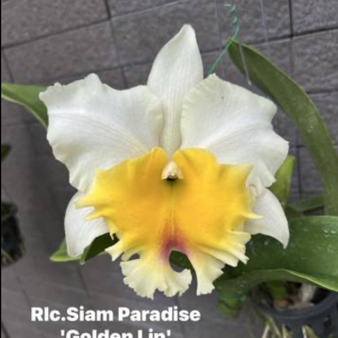 Photo of the plant species Siam Paradise 'Golden Lip' by @Dawgfreak named Cat Siam Paradise on Greg, the plant care app