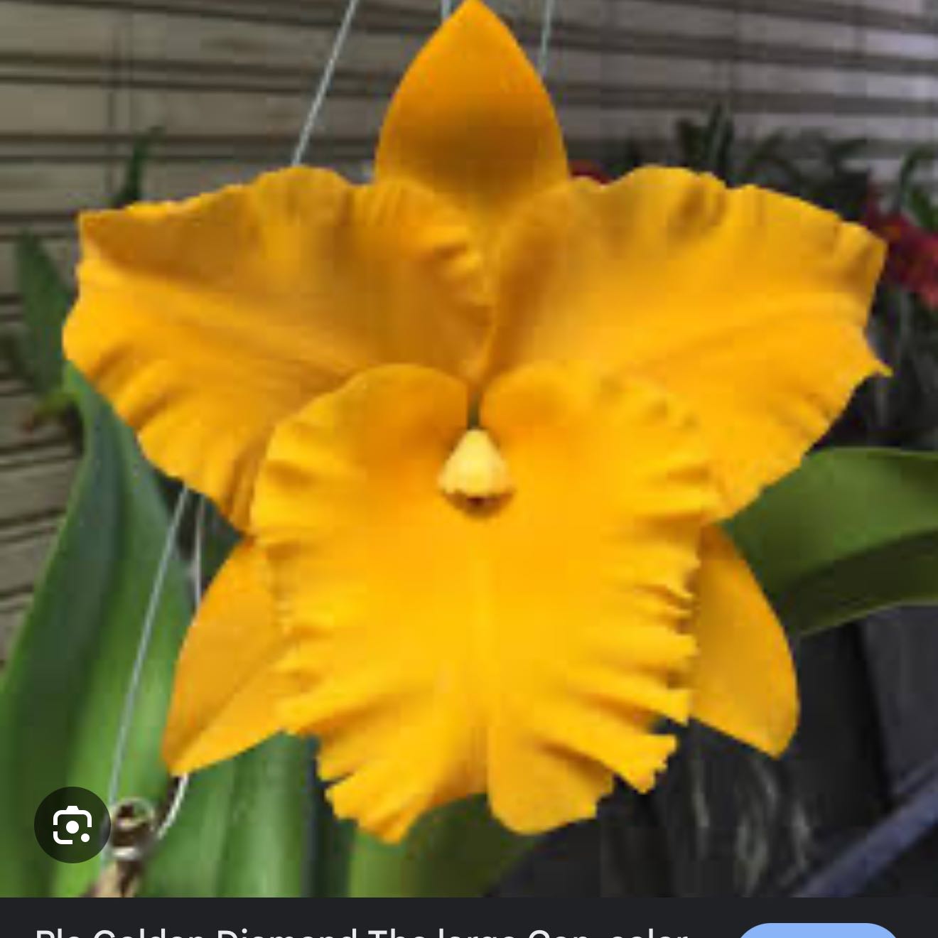Photo of the plant species Cattleya by @Dawgfreak named Cat Golden Diamond on Greg, the plant care app