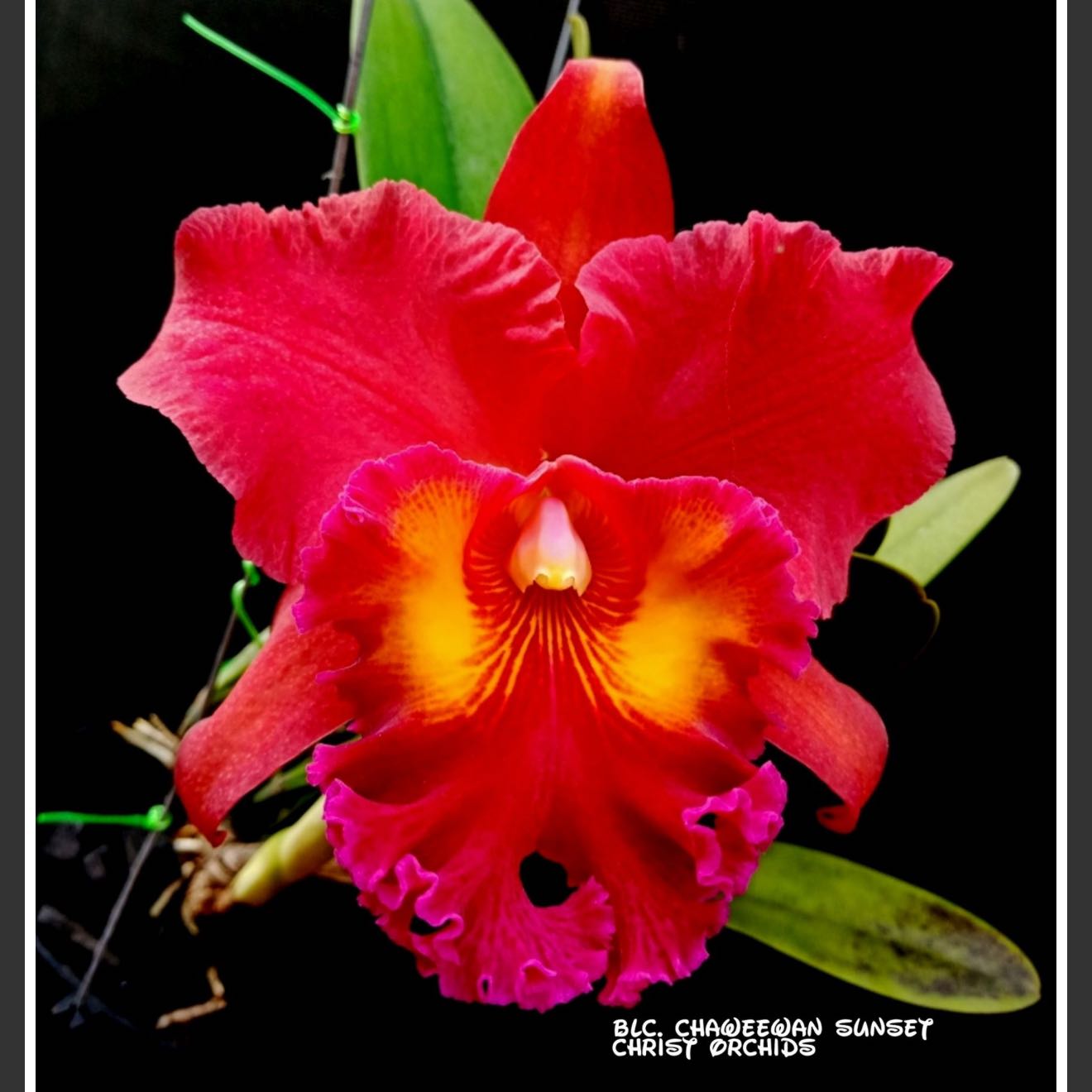 Photo of the plant species Cattleya by @Dawgfreak named Cat Chaweewan Sunset on Greg, the plant care app