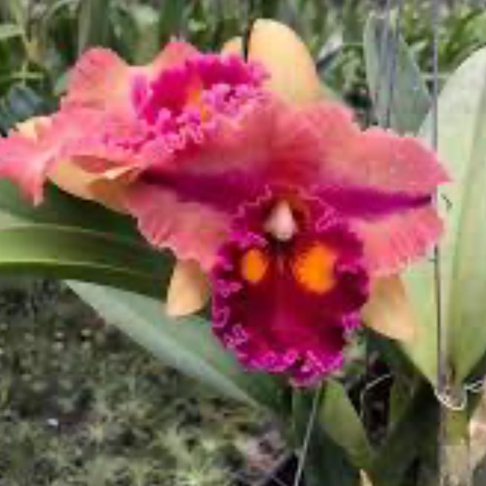 Photo of the plant species Cattleya by @Dawgfreak named Cat Siam Golden Flare Happy Time on Greg, the plant care app