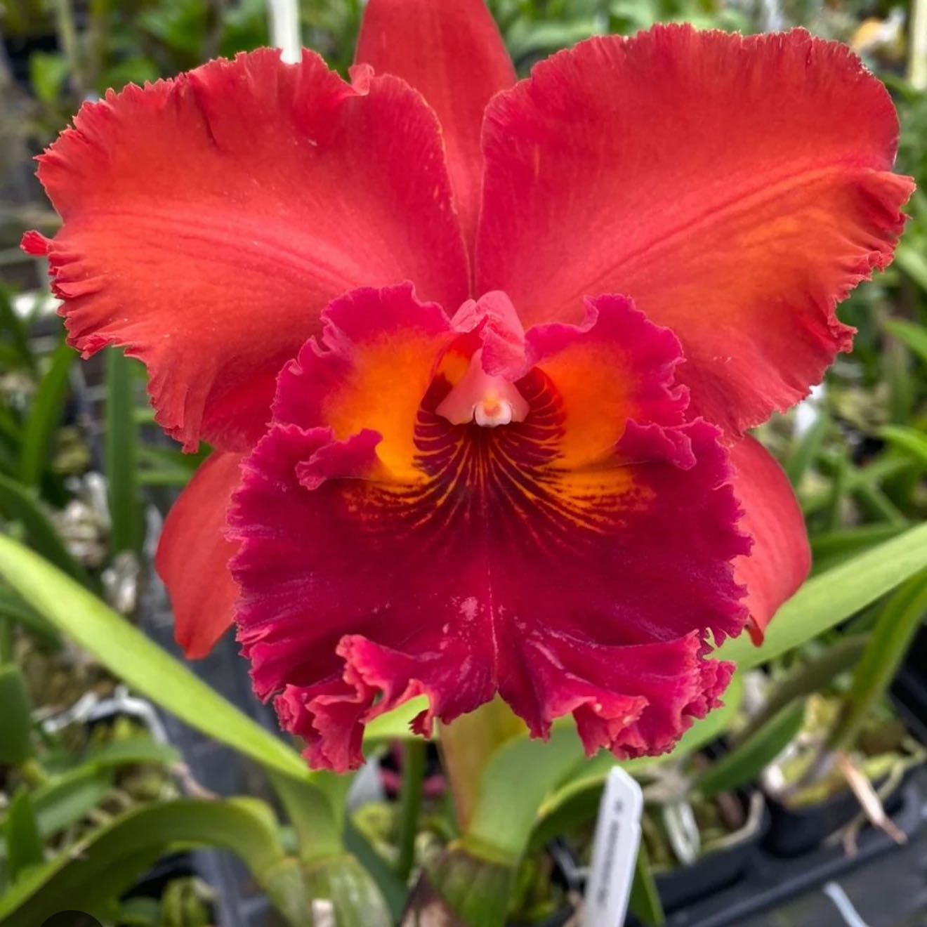 Photo of the plant species Cattleya by @Dawgfreak named Cat Nakornchaisri Red on Greg, the plant care app