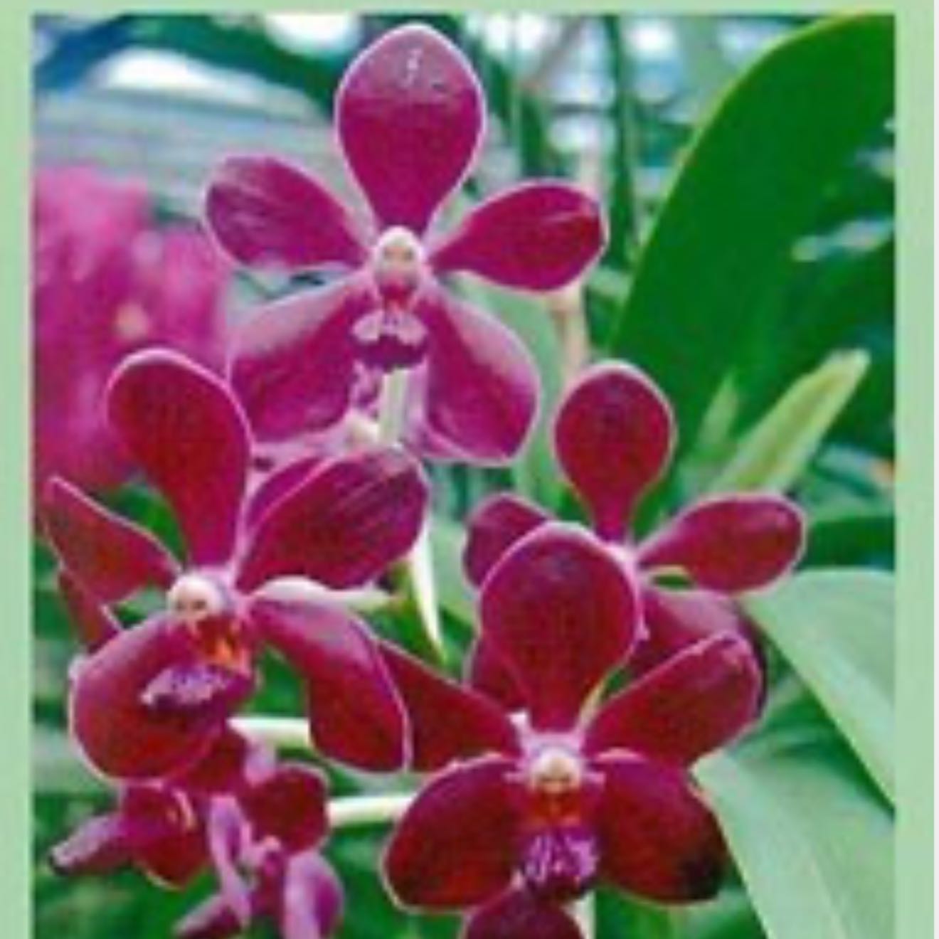 Photo of the plant species Tubtim Siam by @Dawgfreak named V. Vandachostylis Tubtim Siam on Greg, the plant care app