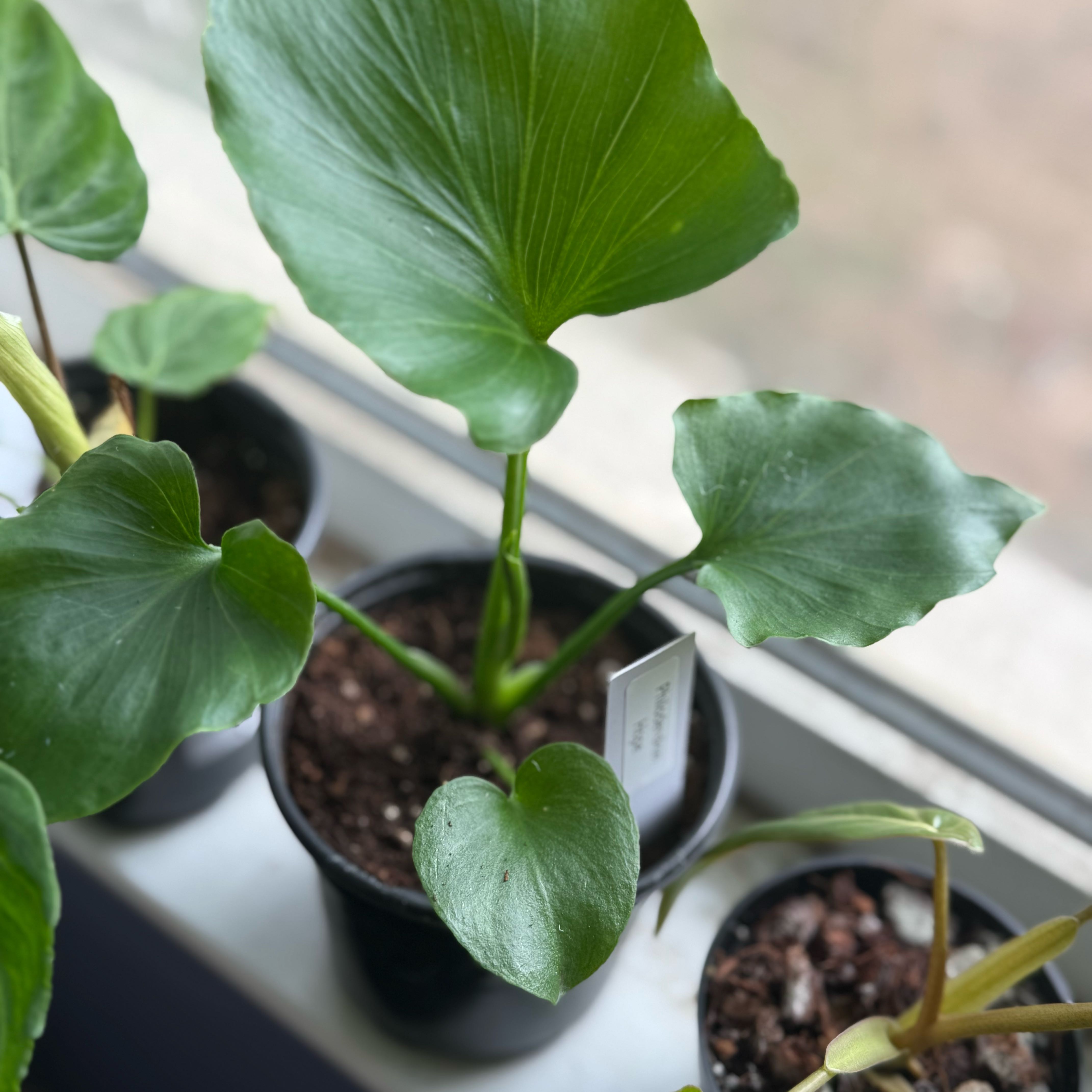 Photo of the plant species Hope Plant by @Dawgfreak named Philo selloum (Thaumatophyllum bipinnatifidum) on Greg, the plant care app