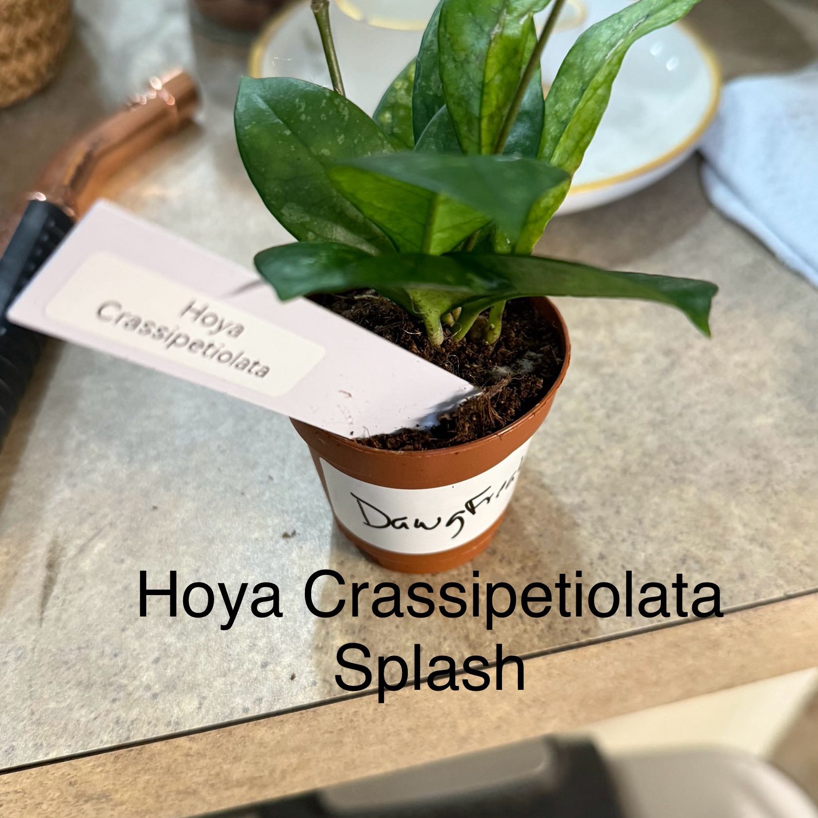 Photo of the plant species Hoya Crassipetiolata Splash by @Dawgfreak named H. crassipetiolata Splash on Greg, the plant care app