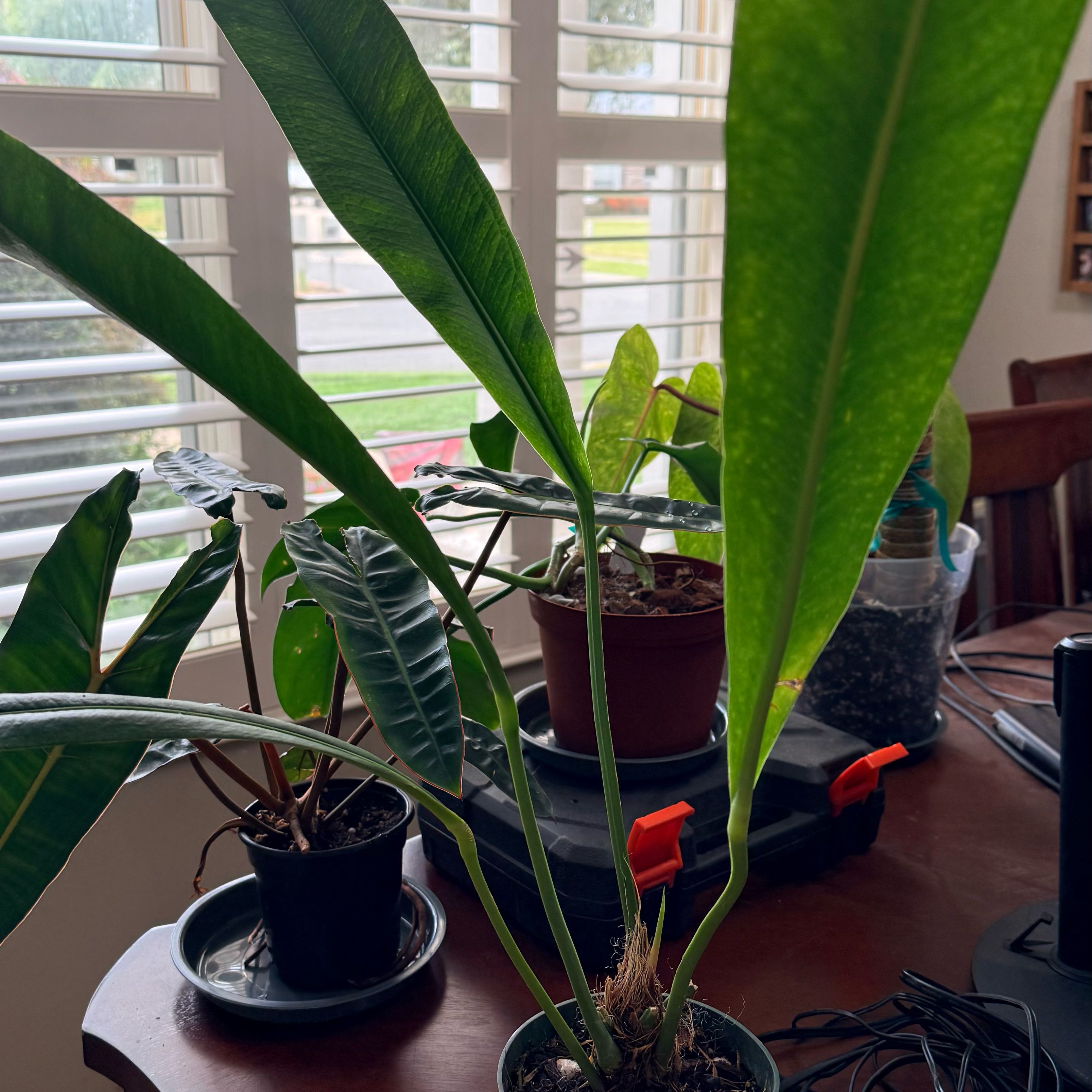 Photo of the plant species Anthurium Coriaceum 6 by @Dawgfreak named Anth coriaceum on Greg, the plant care app