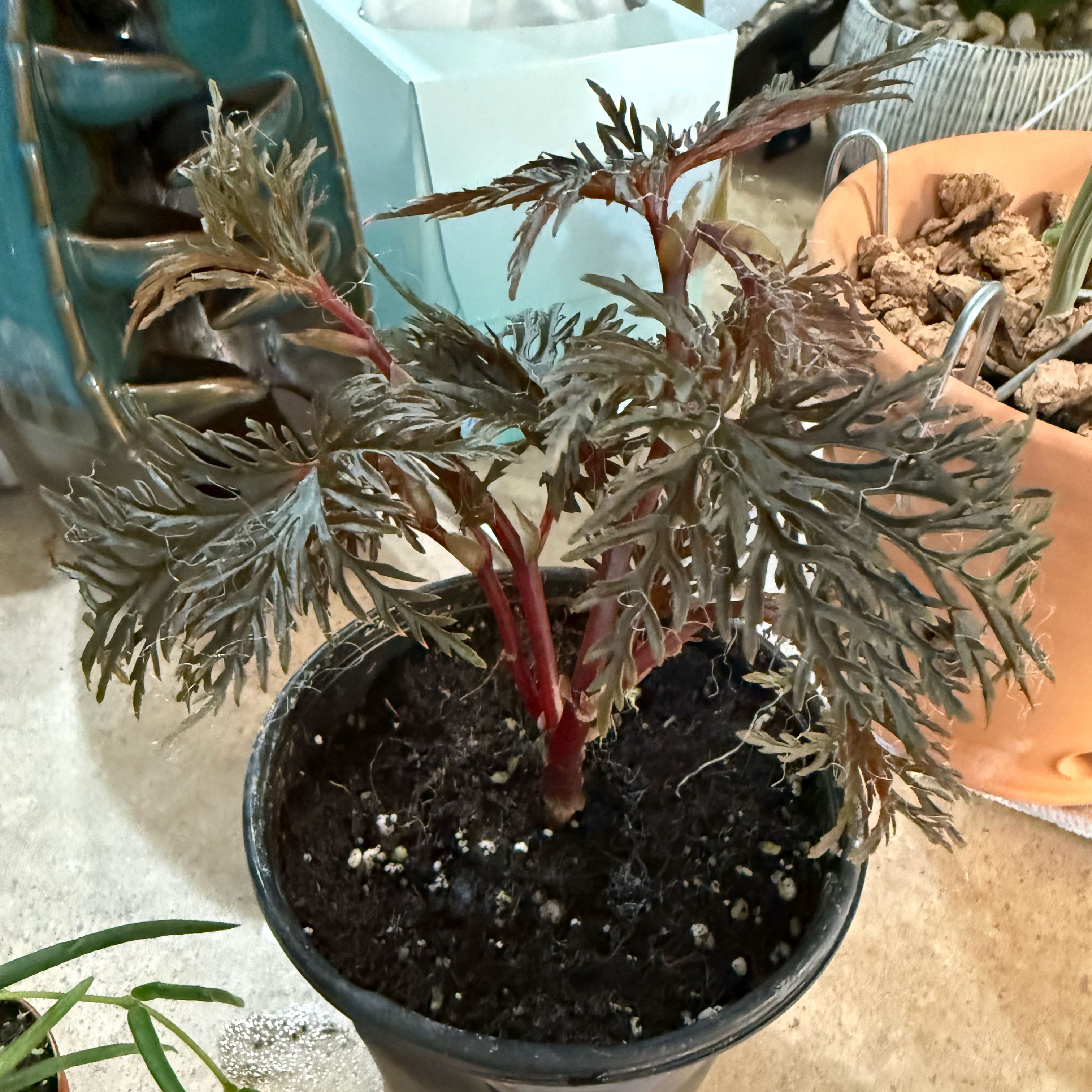 Photo of the plant species Begonia bipinnatifida by @Dawgfreak named Begonia Bipinnatifida on Greg, the plant care app