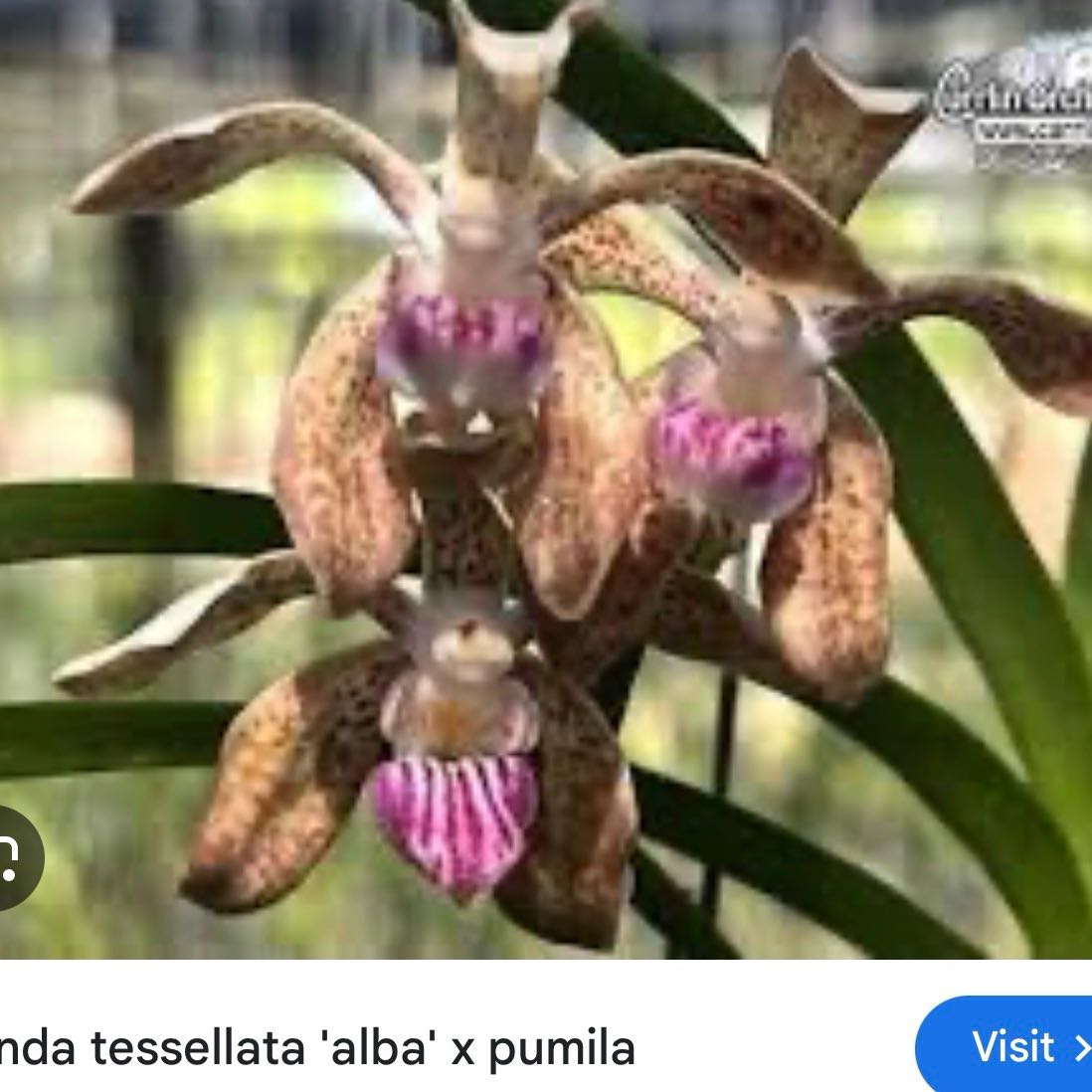 Photo of the plant species Vanda Orchid by @Dawgfreak named V. Tesselatta Alba x Pumila on Greg, the plant care app