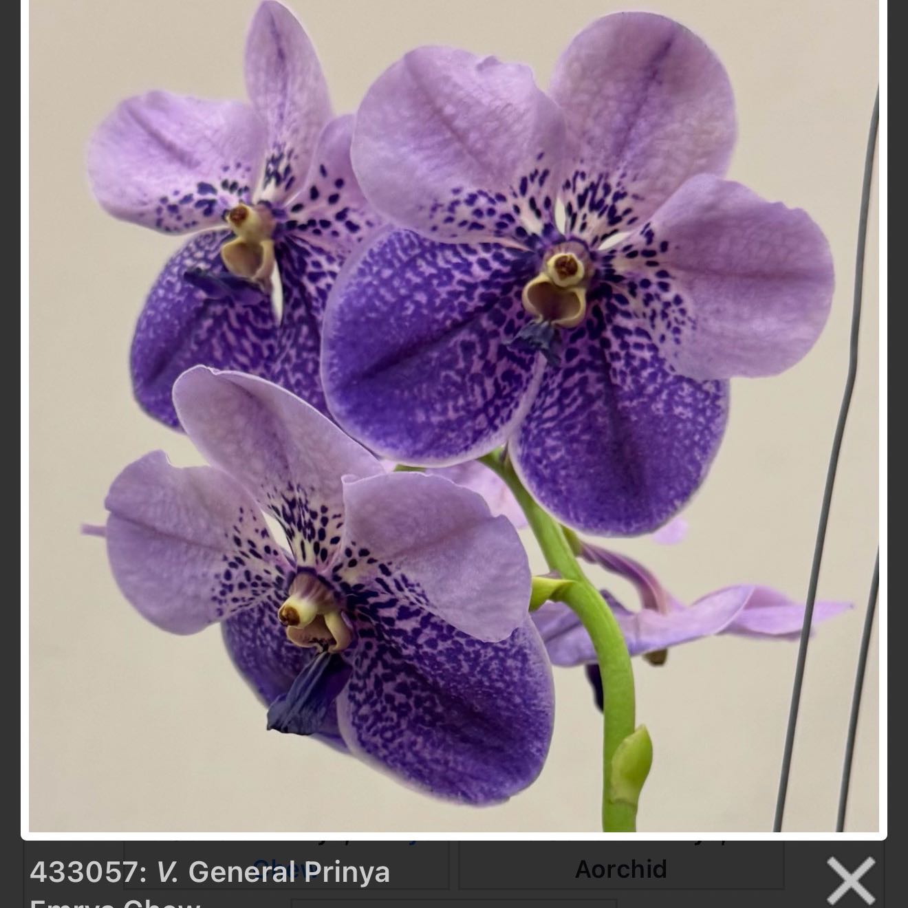 Photo of the plant species Vanda Arunne's Honeymoon by @Dawgfreak named V. General Prinya on Greg, the plant care app