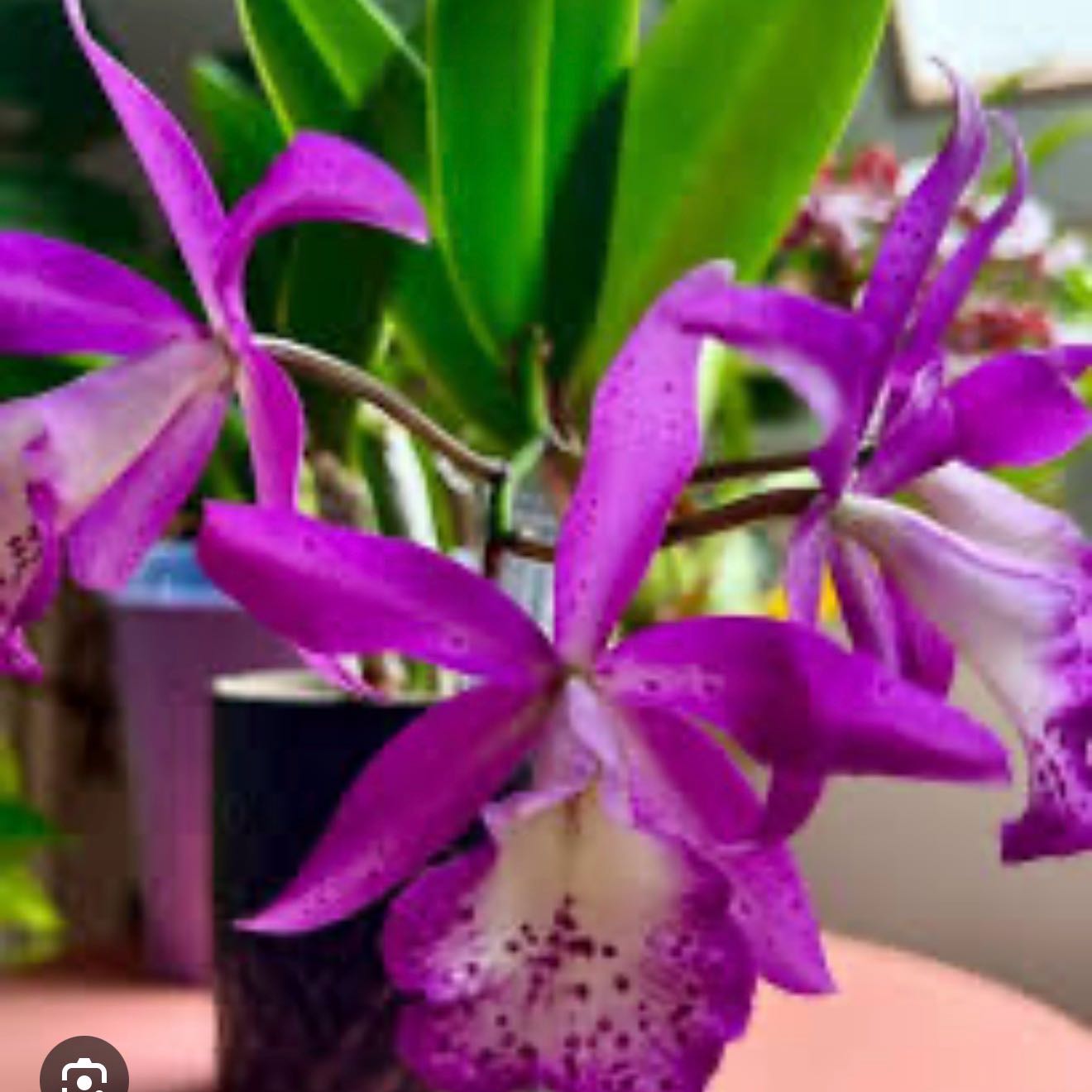 Photo of the plant species Cattleya Taiwan Mermaid by @Dawgfreak named Cat Taiwan Mermaid on Greg, the plant care app