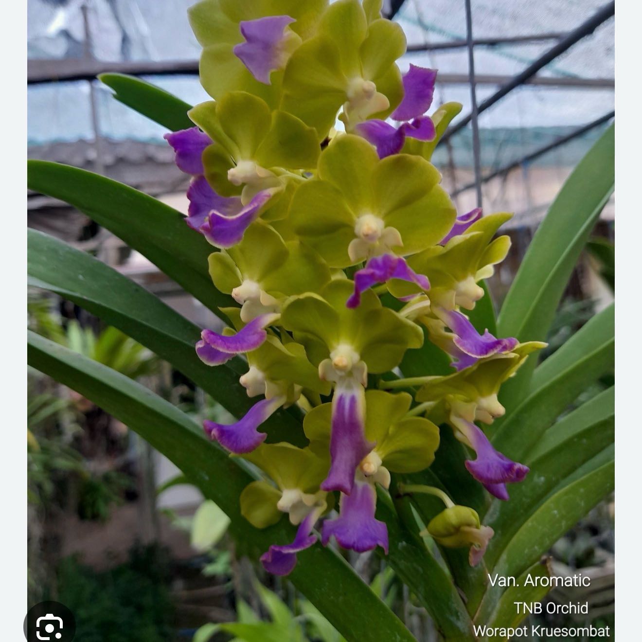 Plant care for Cattleya Taiwan Mermaid on Greg, the plant care app