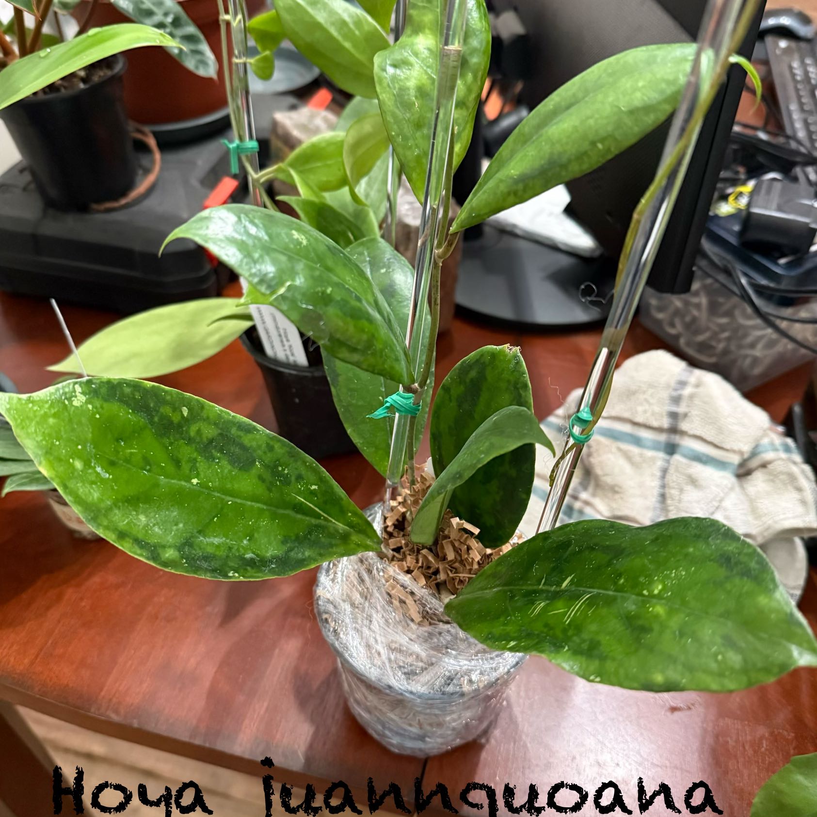 Photo of the plant species Hoya Joy by @Dawgfreak named H. IML-1604 juannguoana on Greg, the plant care app