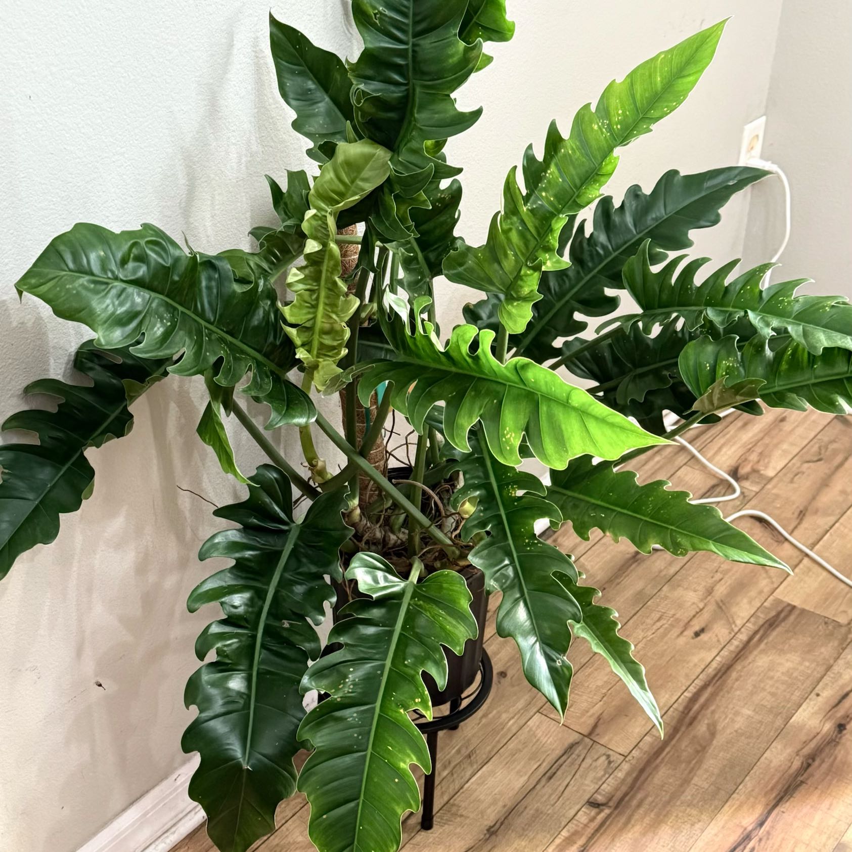 Photo of the plant species Philodendron Jungle Boogie by @Dawgfreak named Philo jungle boogie on Greg, the plant care app