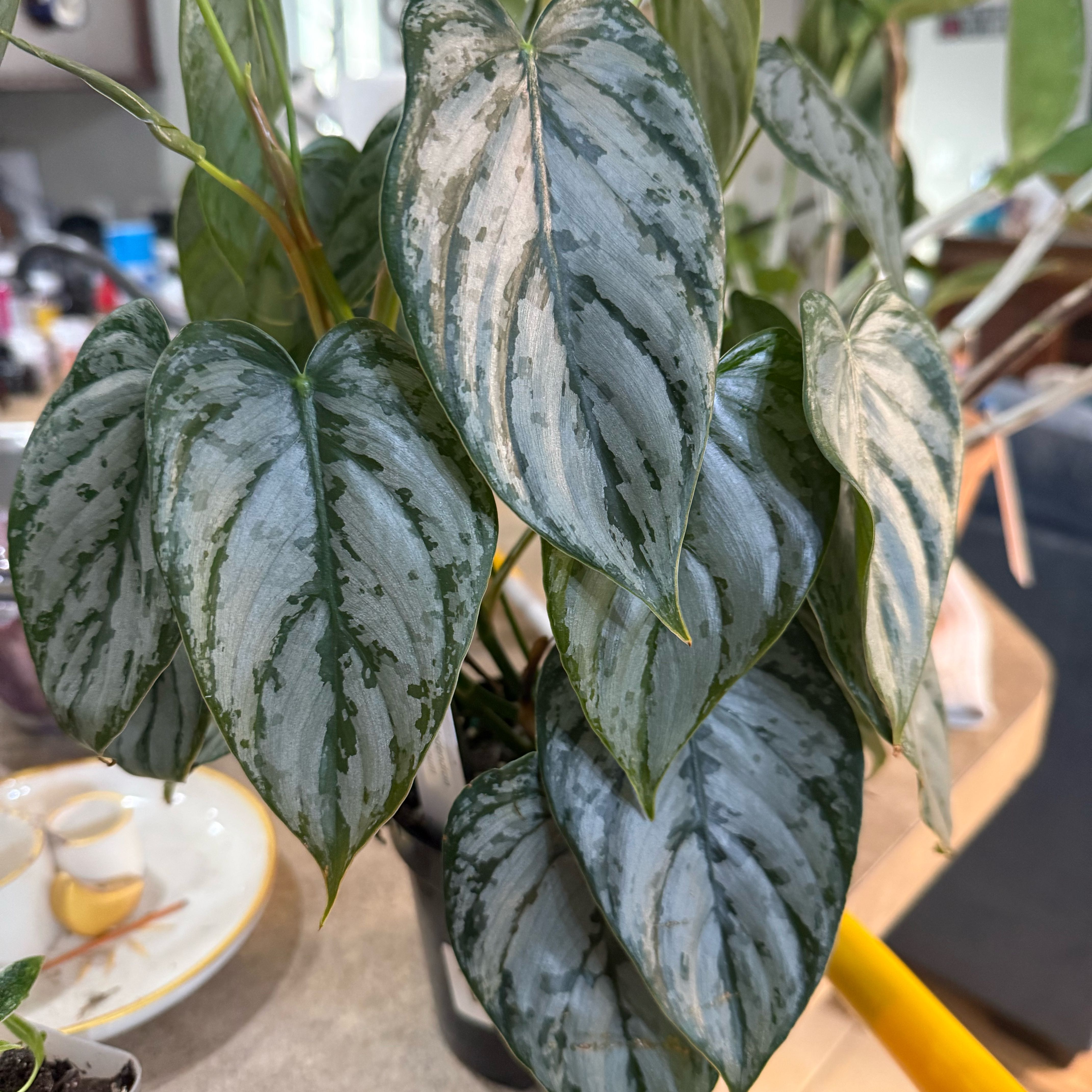Photo of the plant species Philodendron Brantianum by @Dawgfreak named Philo brantianum on Greg, the plant care app