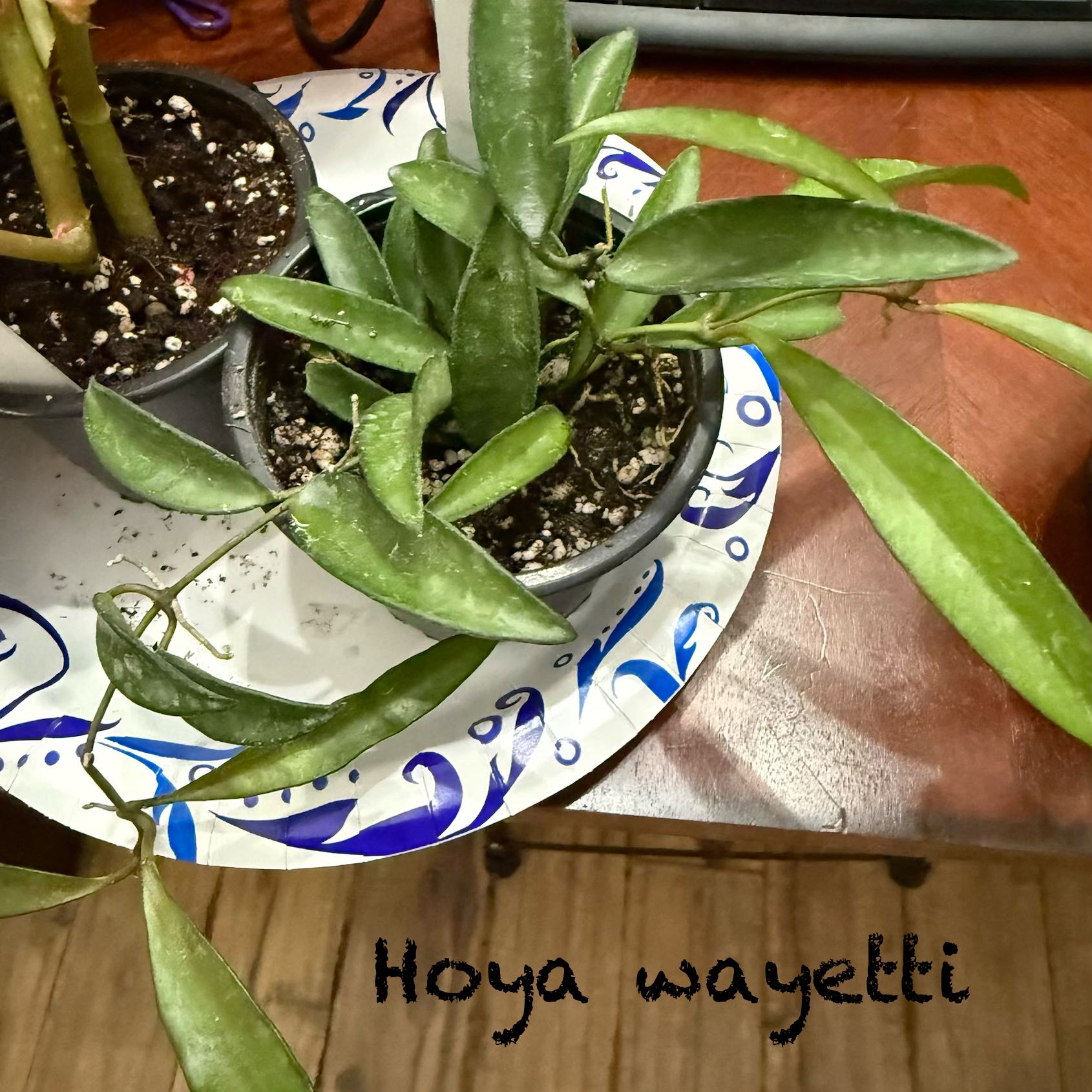 Photo of the plant species Hoya wayetti by @Dawgfreak named H. wayetti on Greg, the plant care app