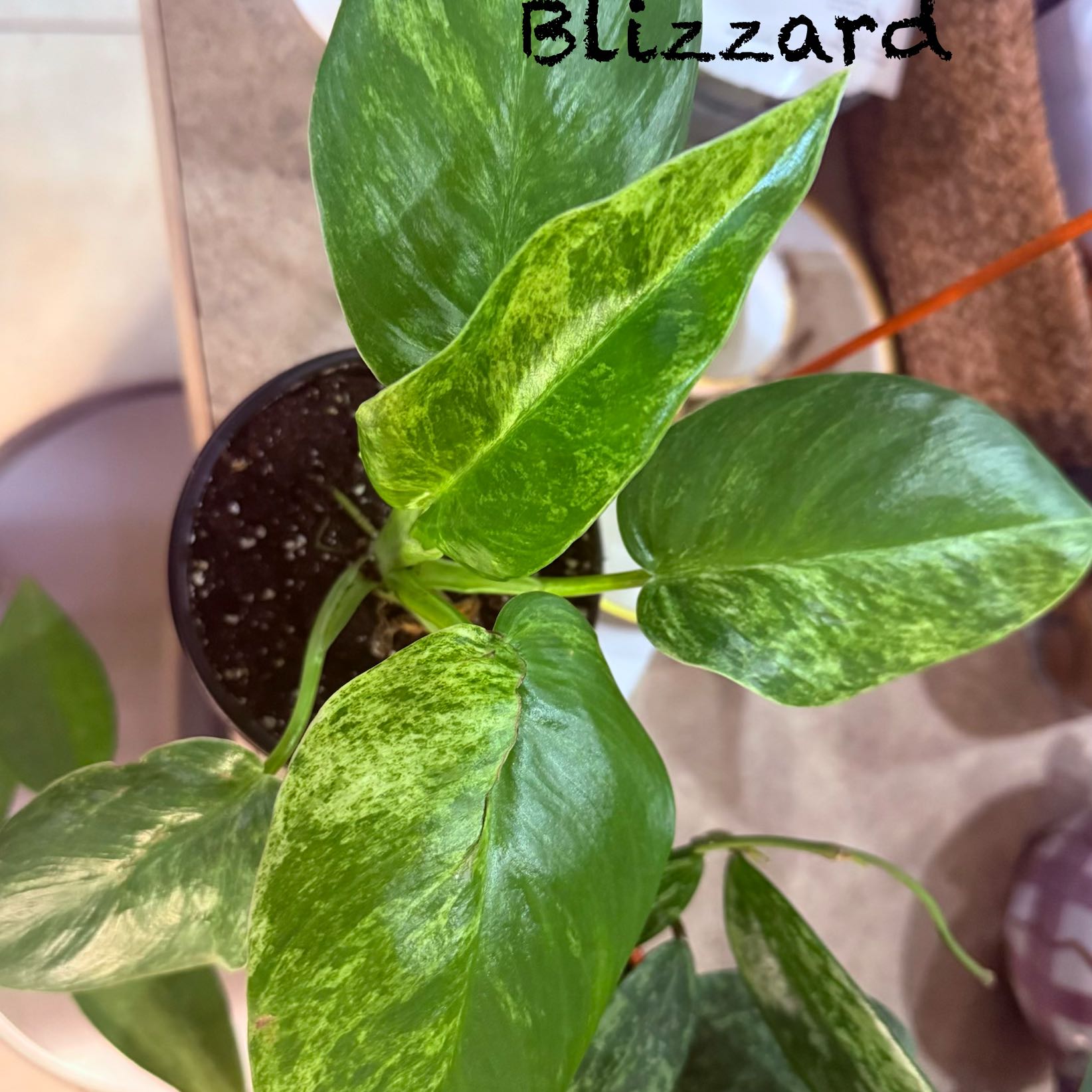 Photo of the plant species Philodendron giganteum Variegated Blizzard by @Dawgfreak named Philo giganteum Var. on Greg, the plant care app