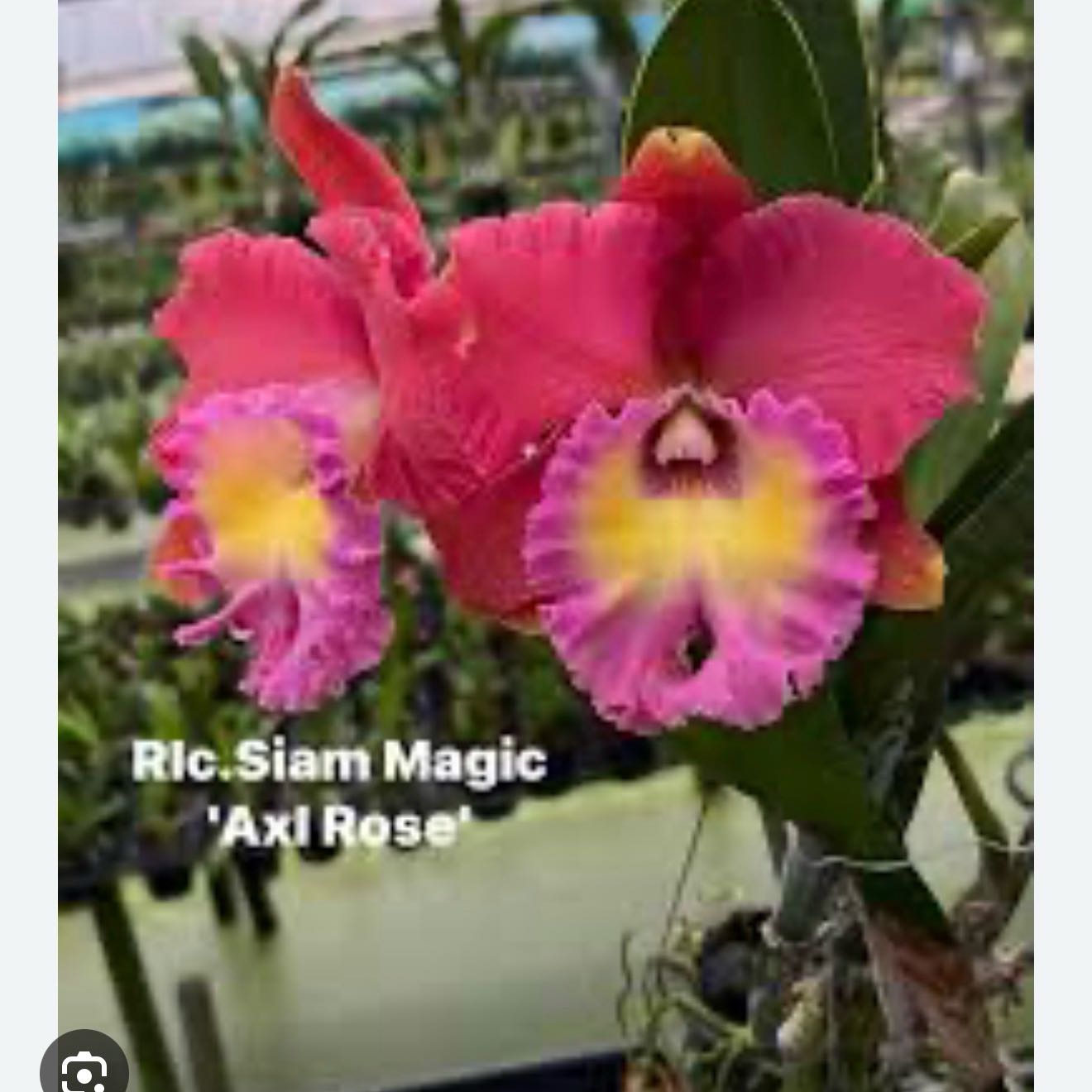 Photo of the plant species Cattleya by @Dawgfreak named Cat Siam Magic ‘Axl Rose’ on Greg, the plant care app
