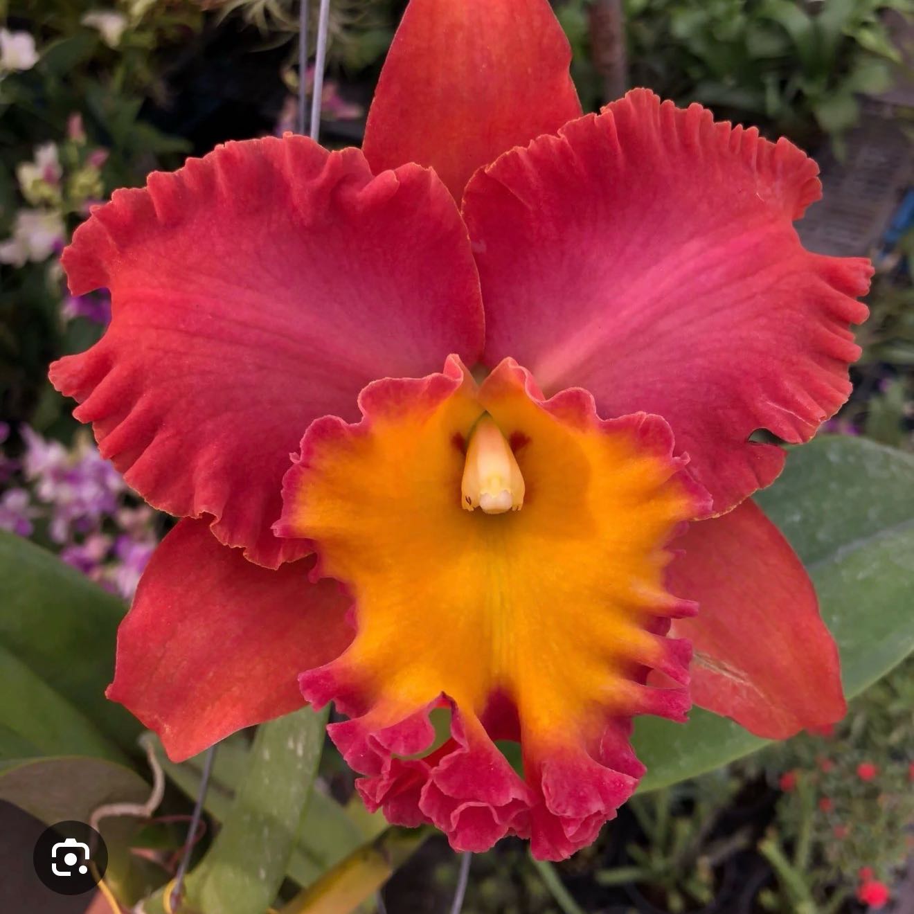 Photo of the plant species Cattleya Hybrid by @Dawgfreak named Cat Orange Diamond on Greg, the plant care app