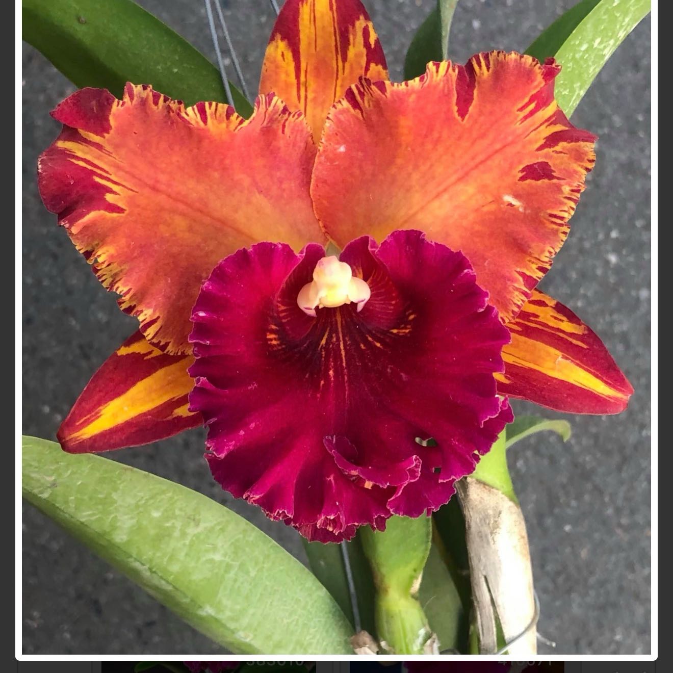 Photo of the plant species Cattleya Hybrid by @Dawgfreak named Cat Hey Song on Greg, the plant care app
