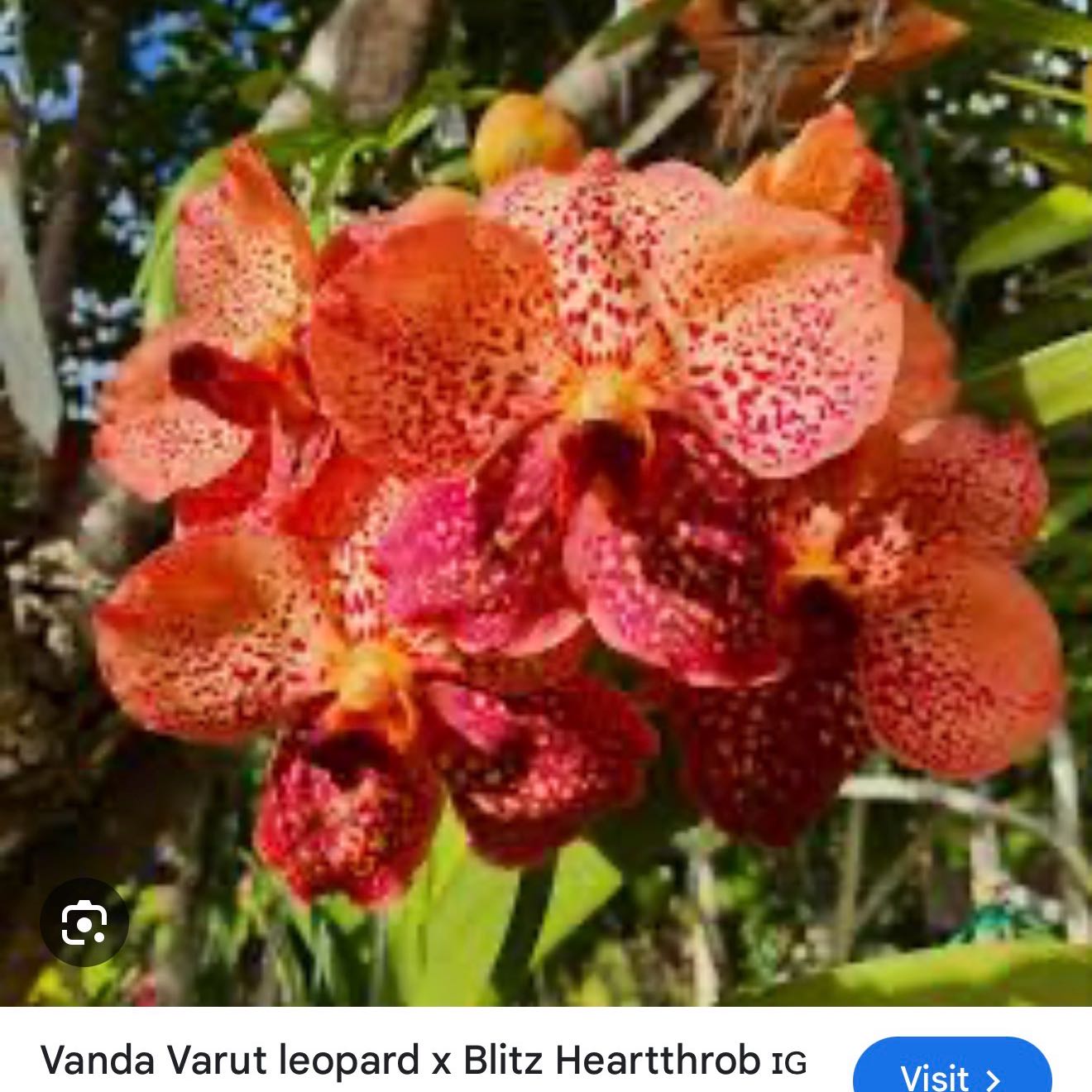 Photo of the plant species Vanda Arunne's Honeymoon by @Dawgfreak named V. Walrut Leopard x Blitz’s Heartthrob on Greg, the plant care app